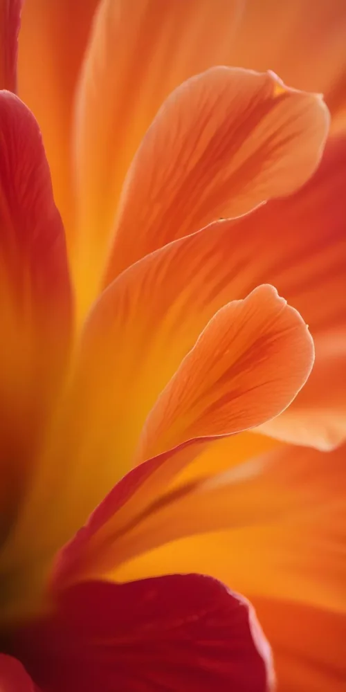 Macro Shot Of Vibrant Red Flower Petals With Orange Tips Soft Lighting Close Up View Showcasing The Intricate Details And Textures Of The Flower 5 5659