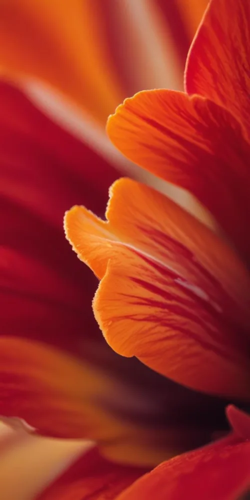 Macro Shot Of Vibrant Red Flower Petals With Orange Tips Soft Lighting Close Up View Showcasing The Intricate Details And Textures Of The Flower 55 7ae2