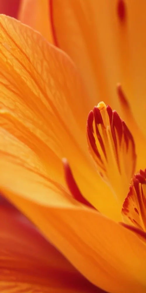 Macro Shot Of Vibrant Red Flower Petals With Orange Tips Soft Lighting Close Up View Showcasing The Intricate Details And Textures Of The Flower 56 Faf7