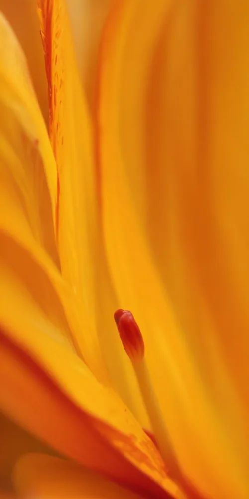 Macro Shot Of Vibrant Red Flower Petals With Orange Tips Soft Lighting Close Up View Showcasing The Intricate Details And Textures Of The Flower 58 917f