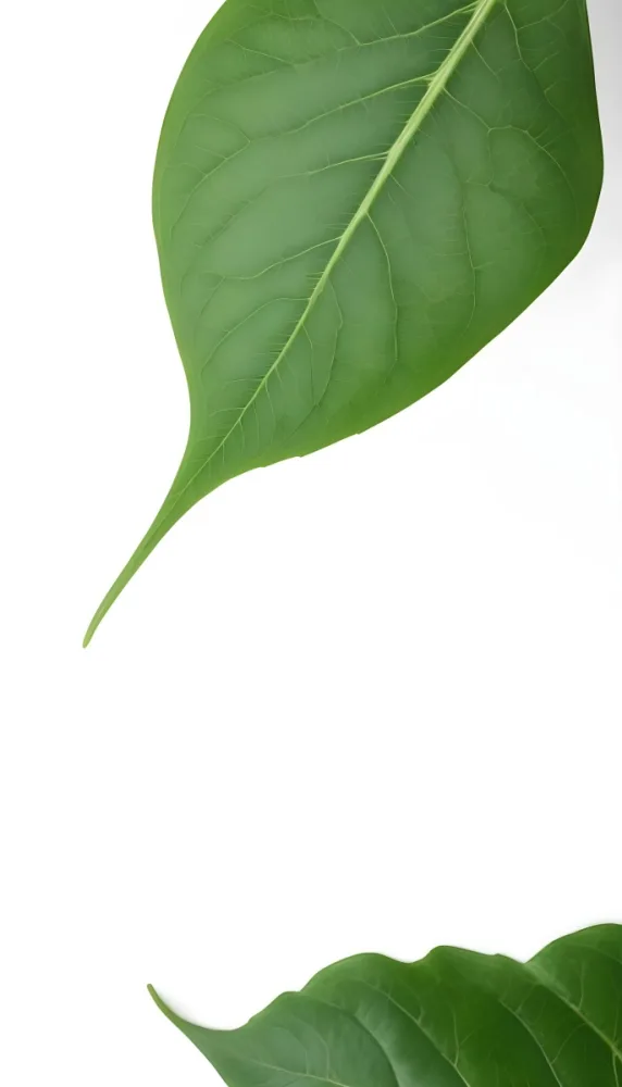 Minimal Soft Studio Light Photography A Large Green Leaf With Visible Veins Against A Plain White Background High Detail Solid Bold Color Background 12 0f13