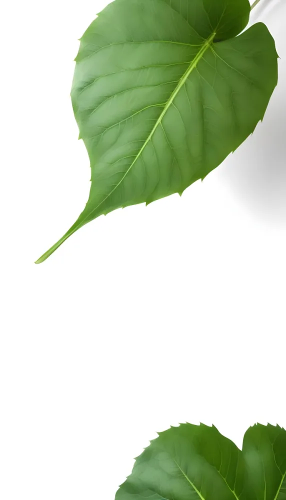 Minimal Soft Studio Light Photography A Large Green Leaf With Visible Veins Against A Plain White Background High Detail Solid Bold Color Background 18 892e