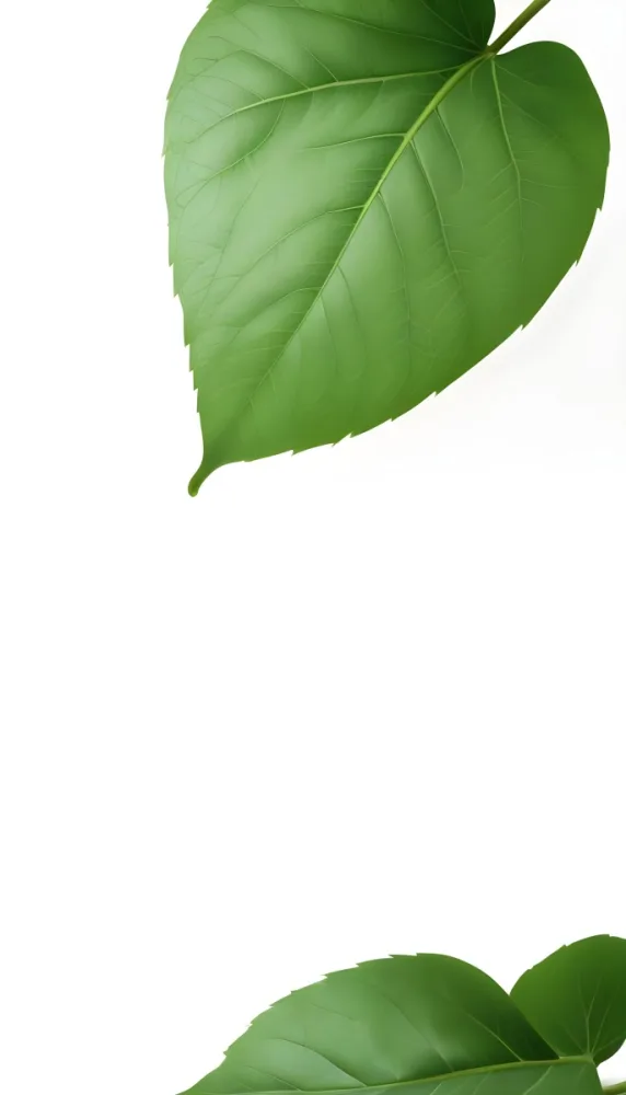 Minimal Soft Studio Light Photography A Large Green Leaf With Visible Veins Against A Plain White Background High Detail Solid Bold Color Background 21 C0dd