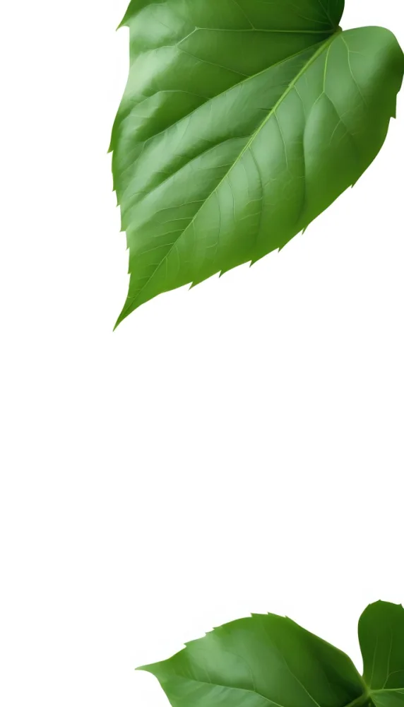 Minimal Soft Studio Light Photography A Large Green Leaf With Visible Veins Against A Plain White Background High Detail Solid Bold Color Background 23 66e8