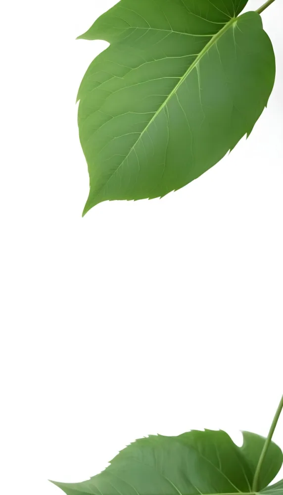 Minimal Soft Studio Light Photography A Large Green Leaf With Visible Veins Against A Plain White Background High Detail Solid Bold Color Background 4 1c5e