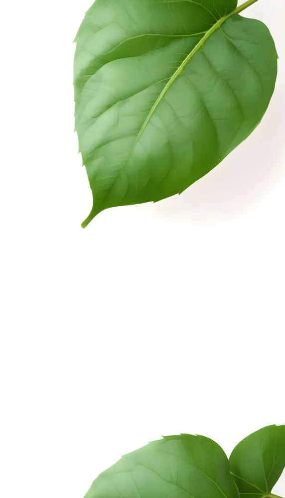 Minimal Soft Studio Light Photography A Large Green Leaf With Visible Veins Against A Plain White Background High Detail Solid Bold Color Background 5 Ba4b