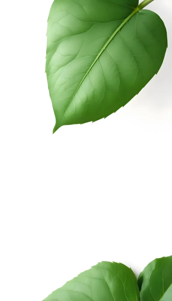 Minimal Soft Studio Light Photography A Large Green Leaf With Visible Veins Against A Plain White Background High Detail Solid Bold Color Background 7 2b51