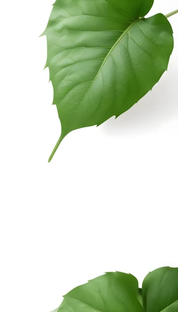 Minimal Soft Studio Light Photography A Large Green Leaf With Visible Veins Against A Plain White Background High Detail Solid Bold Color Background 8 8297