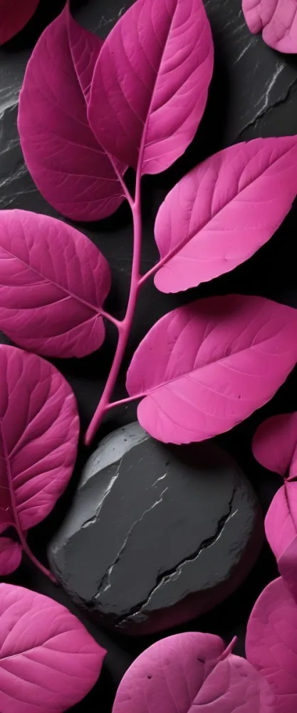 Minimal Soft Studio Light Photography Bright Pink Leaves With Prominent Veins Arranged Over A Textured Black Background Resembling Stones High Detail Solid Bold Color Background 23 E8be