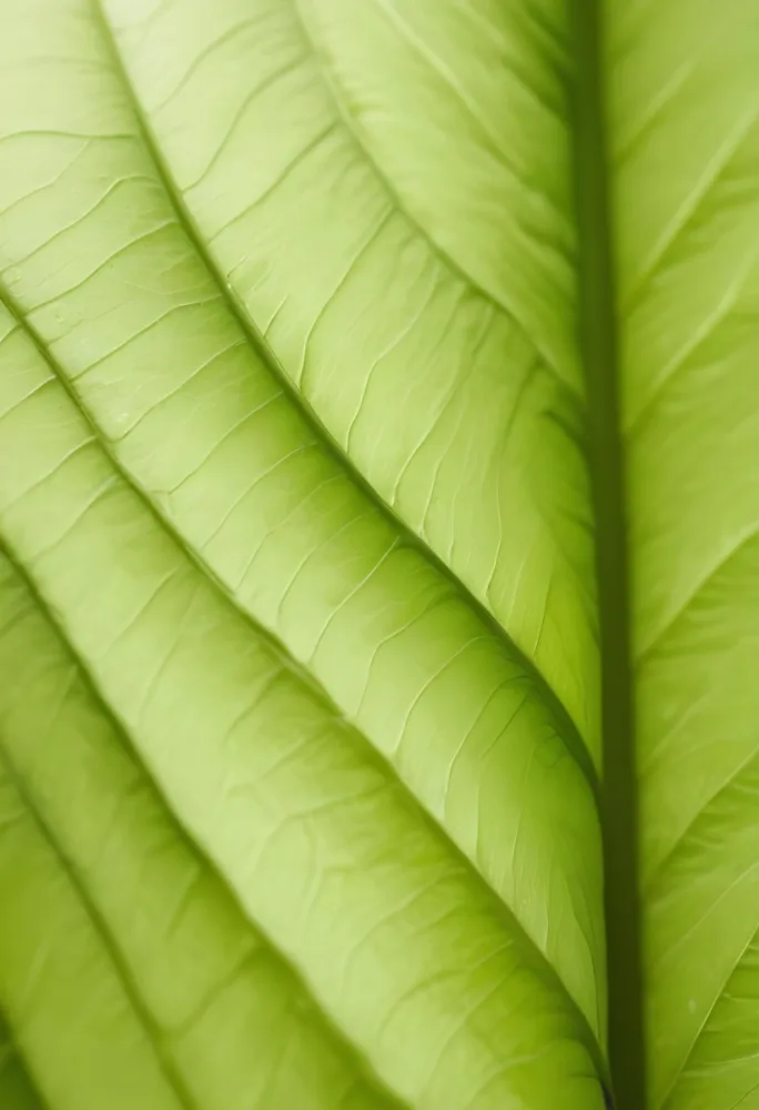 Minimal Soft Studio Light Photography Close Up Of Green Leaf With Detailed Texture And Folds High Detail Solid Bold Color Background 5 9d88