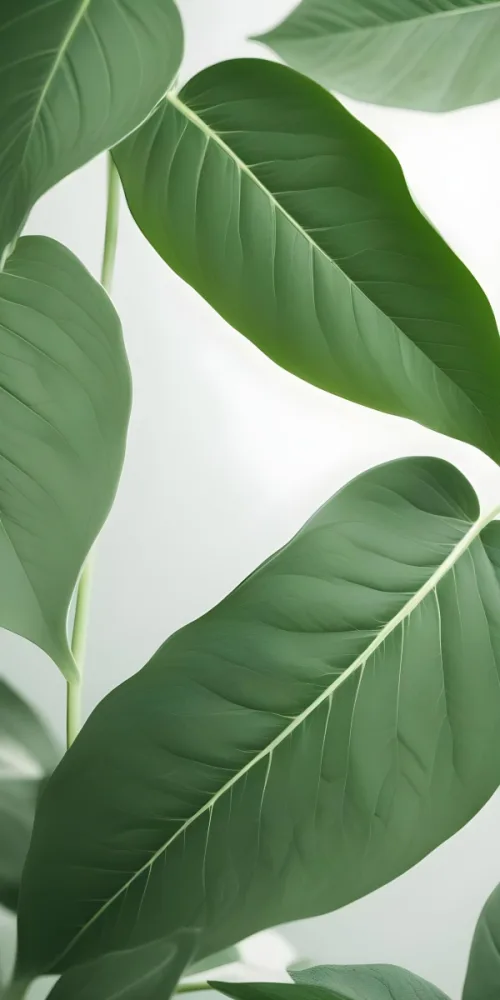 Minimal Soft Studio Light Photography Green And White Leaves Arranged On A Light Background With A Focus On The Texture And Shape Of The Leaves High Detail Solid Bold Color Background 15 1475