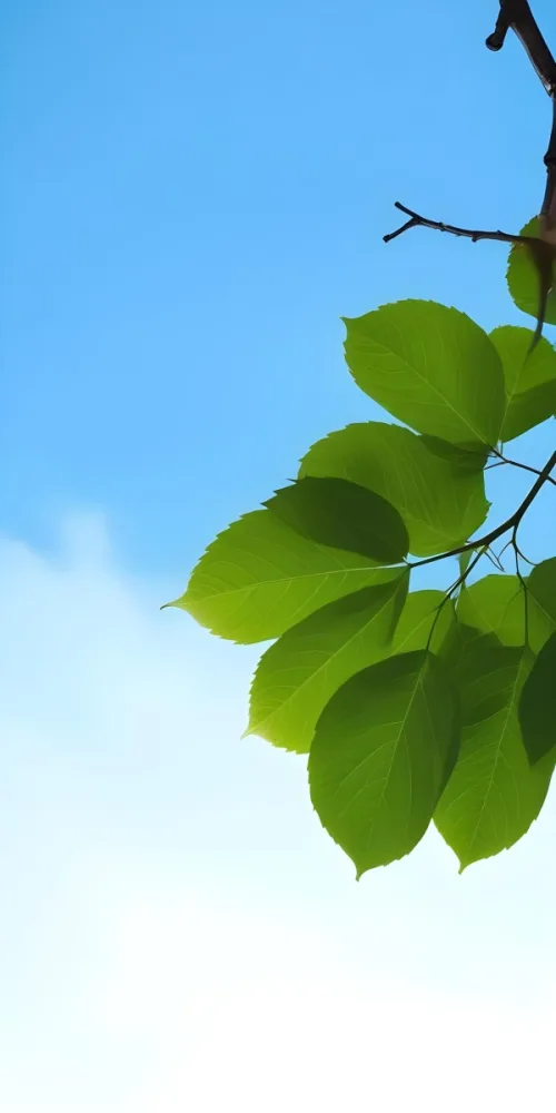 Minimal Soft Studio Light Photography Green Leaves