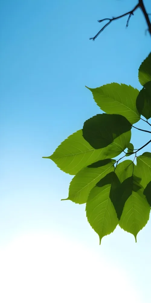 Minimal Soft Studio Light Photography Green Leaves With Thin Veins Against A Blue Sky Background High Detail Solid Bold Color Background 17 94c2