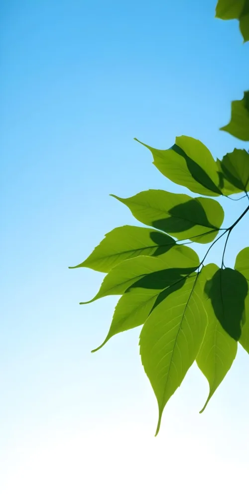 Minimal Soft Studio Light Photography Green Leaves With Thin Veins Against A Blue Sky Background High Detail Solid Bold Color Background 22 F298
