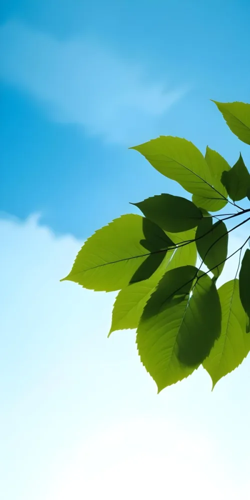 Minimal Soft Studio Light Photography Green Leaves With Thin Veins Against A Blue Sky Background High Detail Solid Bold Color Background 7 A351