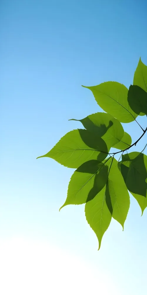 Minimal Soft Studio Light Photography Green Leaves With Thin Veins Against A Blue Sky Background High Detail Solid Bold Color Background 8 9942