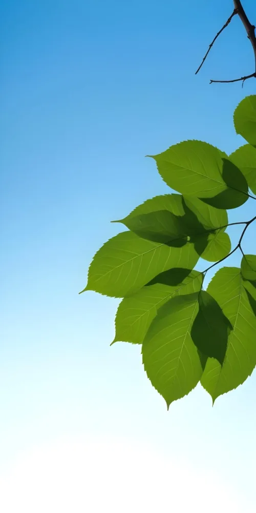 Minimal Soft Studio Light Photography Green Leaves With Thin Veins Against A Blue Sky Background High Detail Solid Bold Color Background 9 Fbcc