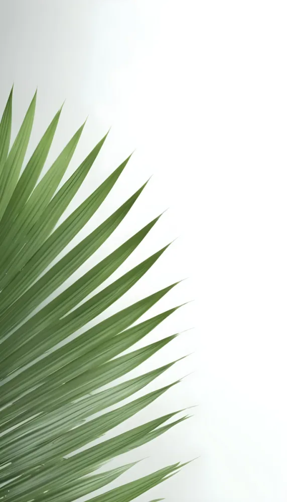Minimal Soft Studio Light Photography Green Palm Leaves Against A White Background High Detail Solid Bold Color Background 5 D9af