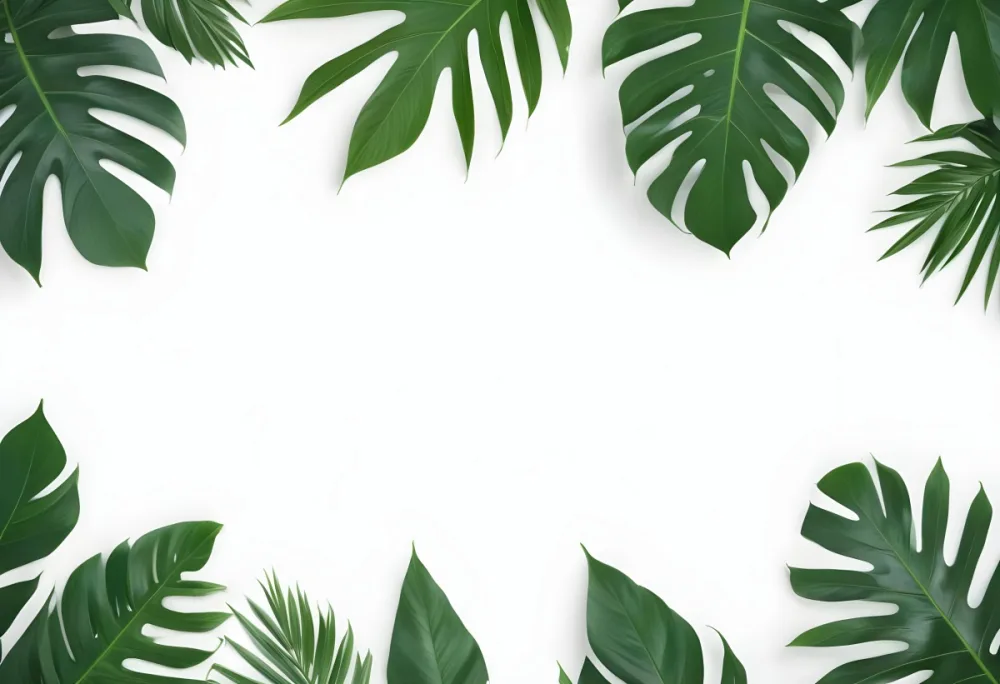 Minimal Soft Studio Light Photography Tropical Leaves In A White Background High Detail Solid Bold Color Background 23 0a1f