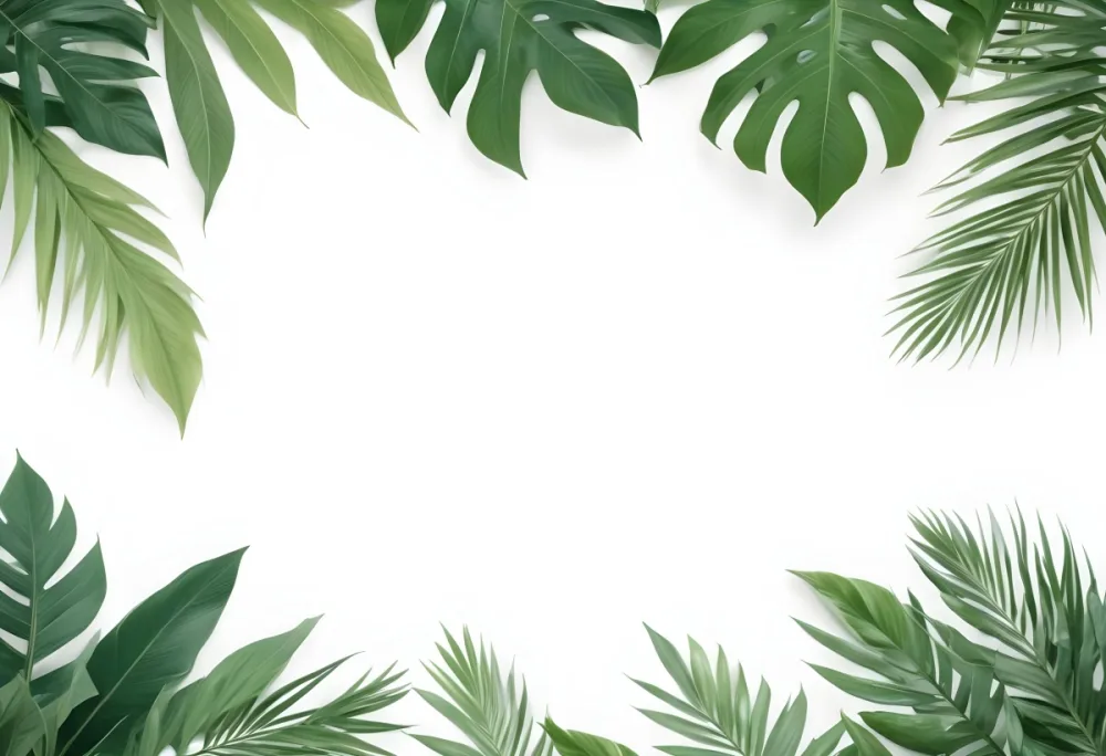 Minimal Soft Studio Light Photography Tropical Leaves In A White Background High Detail Solid Bold Color Background 41 Ceba