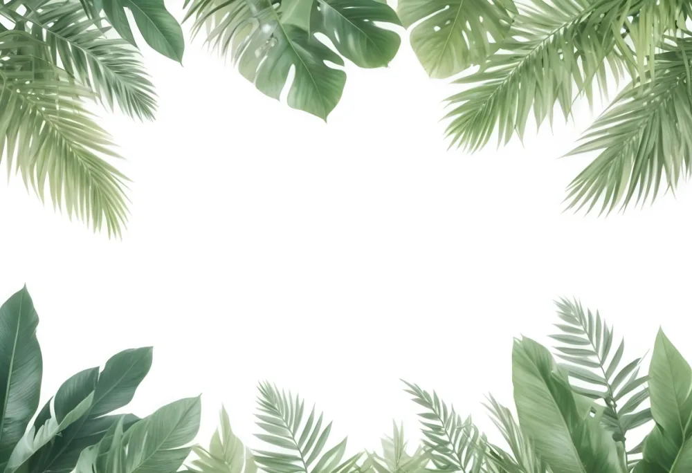 Minimal Soft Studio Light Photography Tropical Leaves In A White Background High Detail Solid Bold Color Background 50 C4b4