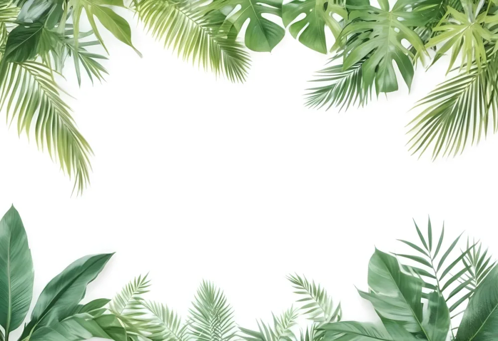 Minimal Soft Studio Light Photography Tropical Leaves In A White Background High Detail Solid Bold Color Background 69 Cd80