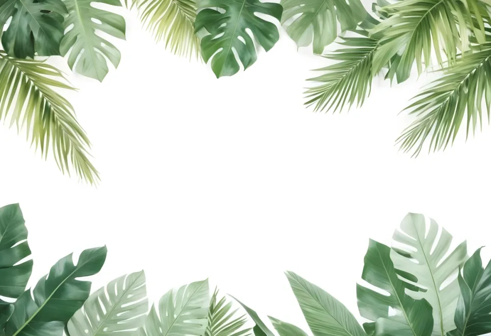 Minimal Soft Studio Light Photography Tropical Leaves In A White Background High Detail Solid Bold Color Background 75 6861