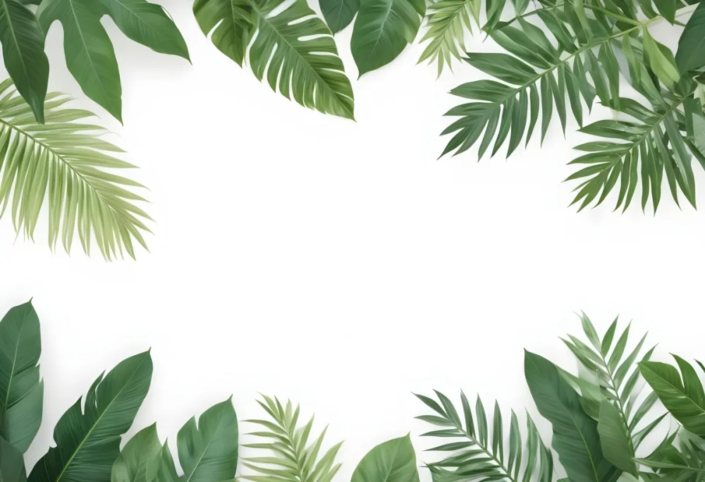 Minimal Soft Studio Light Photography Tropical Leaves In A White Background High Detail Solid Bold Color Background 77 4e76