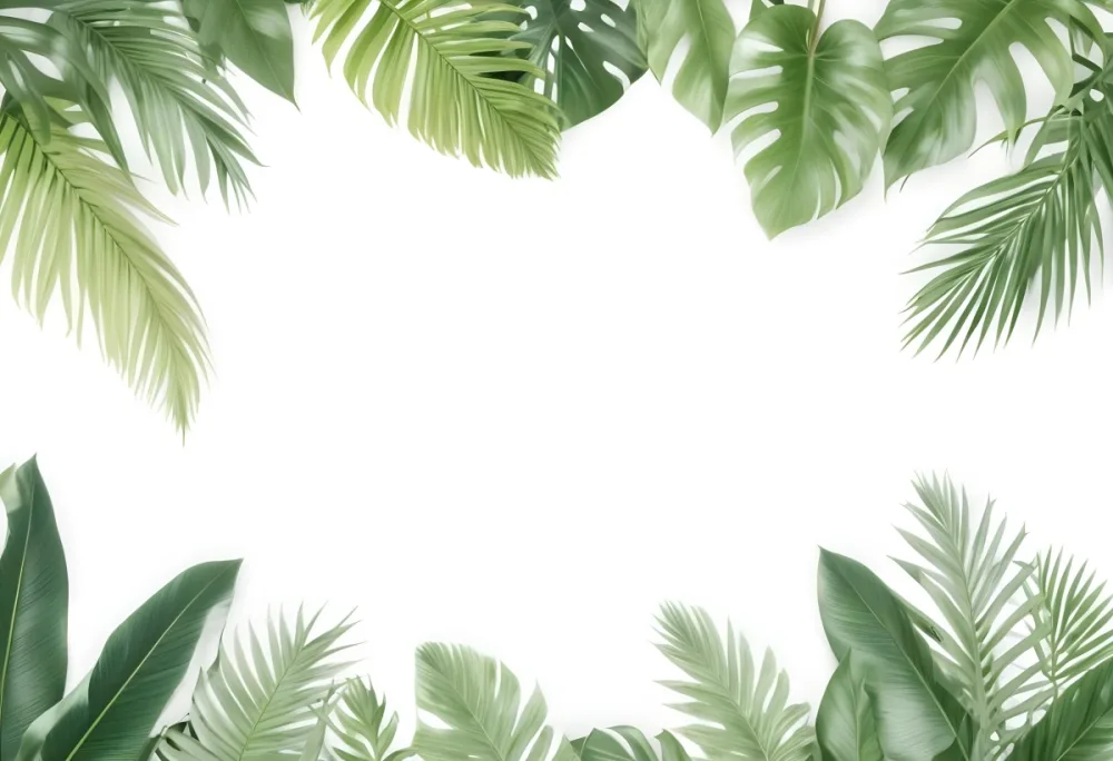 Minimal Soft Studio Light Photography Tropical Leaves In A White Background High Detail Solid Bold Color Background 9 Abd8