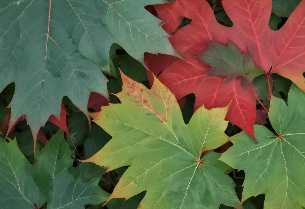 Overlapping Green And Red Maple Leaves With The Veins And Textures Of The Leaves Visible 8 2aae