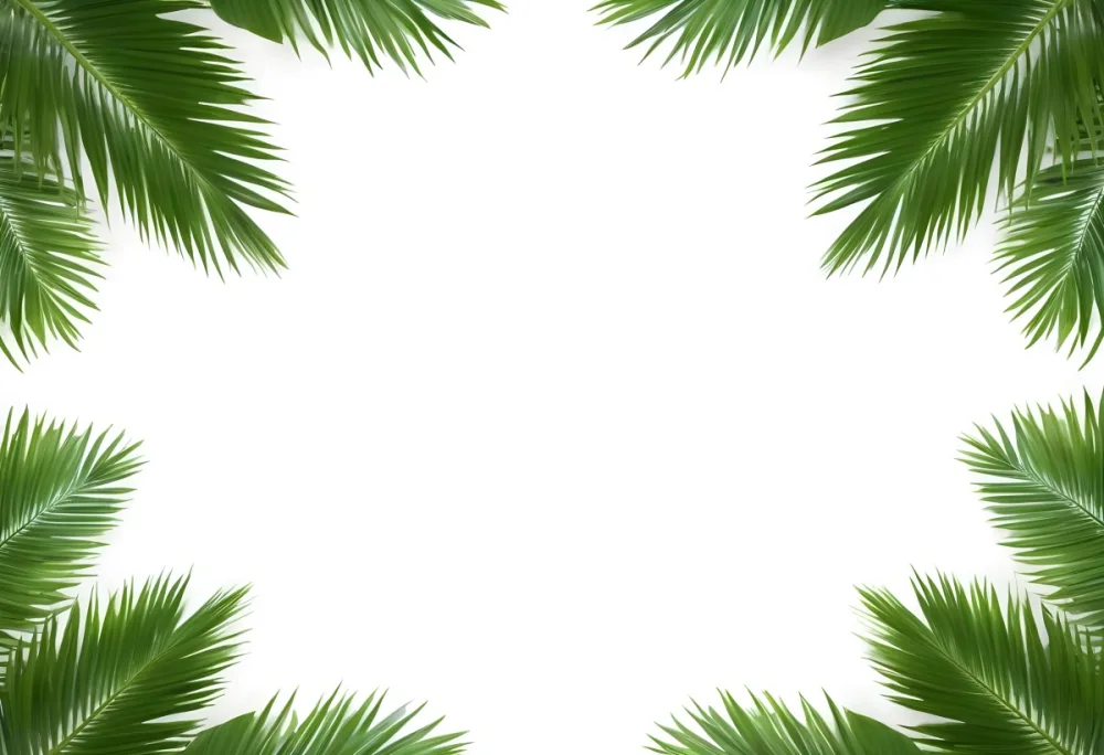 Palm Leaves In The Four Corners Of The Image Forming A Frame White Background 8 Ec45