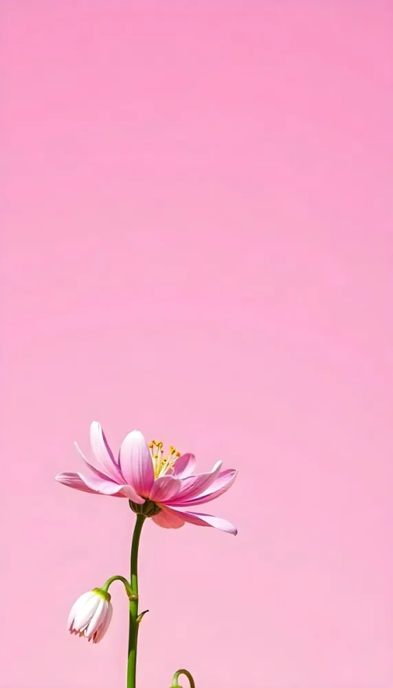 Pink Flowers With Pink Pistils In The Bottom Of The Image Yellow Background Soft Light Minimalist Bright Colors Simple Composition Clean Lines Modern Style 32 8c9d