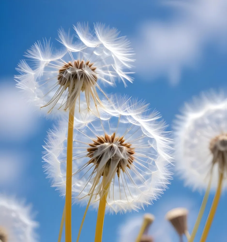 Soft Focus Dandelion Seeds Against A Blue Sky Background 14 E623