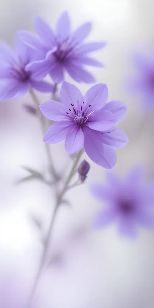 Soft Purple Flowers With Blurred Background 46 8ebb