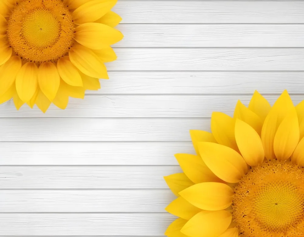 Two Sunflowers On The Corners Of The Image White Petals White Seeds White Wooden Background Bright Light High Angle View 20 Fe42