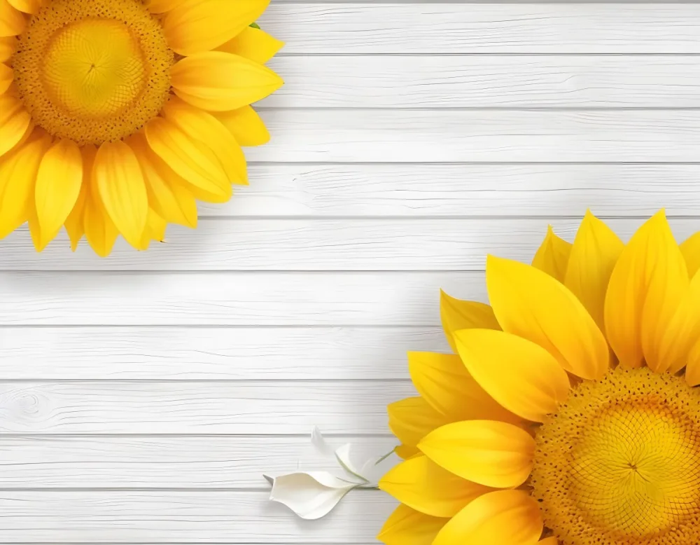 Two Sunflowers On The Corners Of The Image White Petals White Seeds White Wooden Background Bright Light High Angle View 29 F728