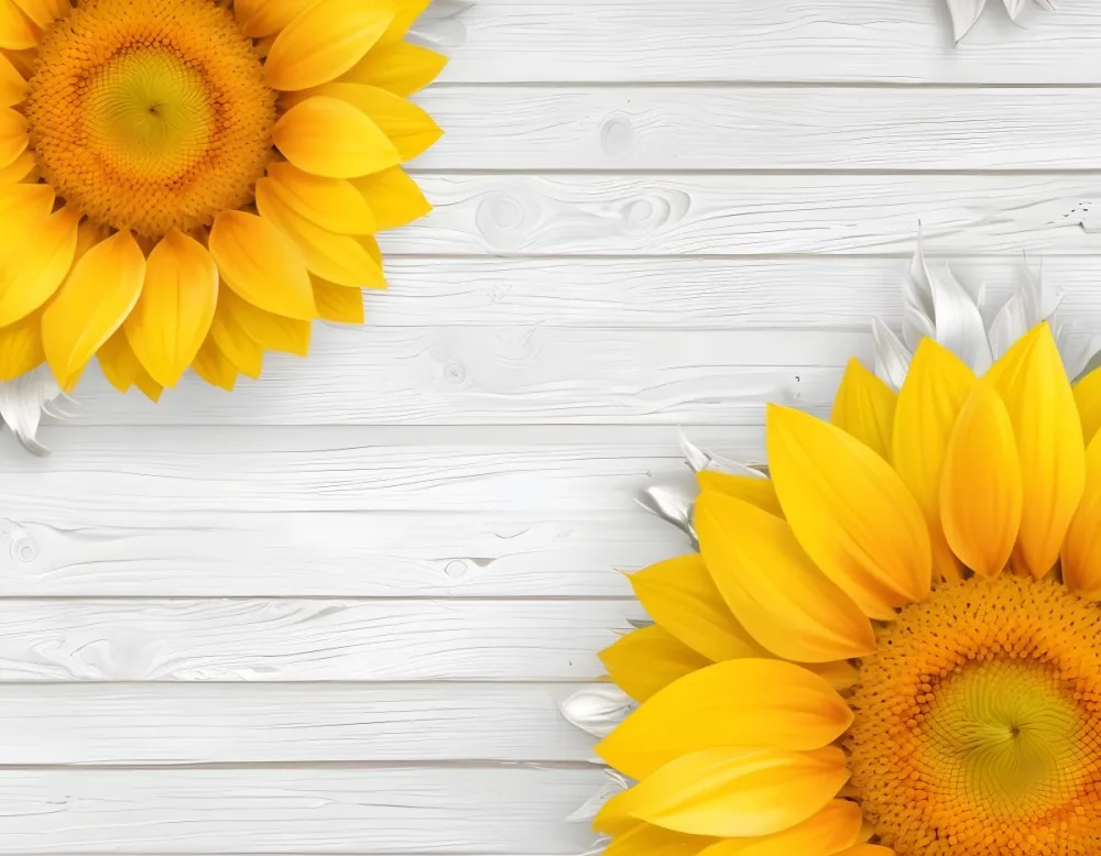 Two Sunflowers On The Corners Of The Image White Petals White Seeds White Wooden Background Bright Light High Angle View 33 8063