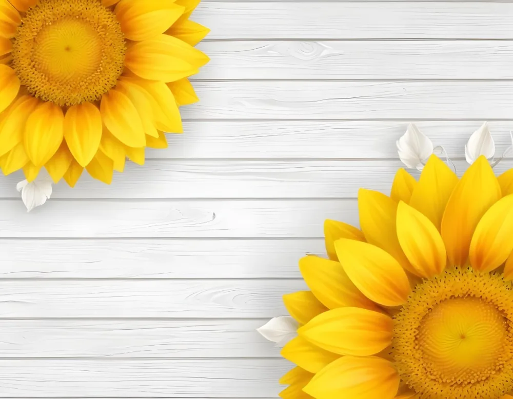 Two Sunflowers On The Corners Of The Image White Petals White Seeds White Wooden Background Bright Light High Angle View 52 979a