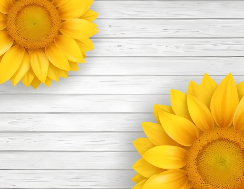 Two Sunflowers On The Corners Of The Image White Petals White Seeds White Wooden Background Bright Light High Angle View 54 0f6b