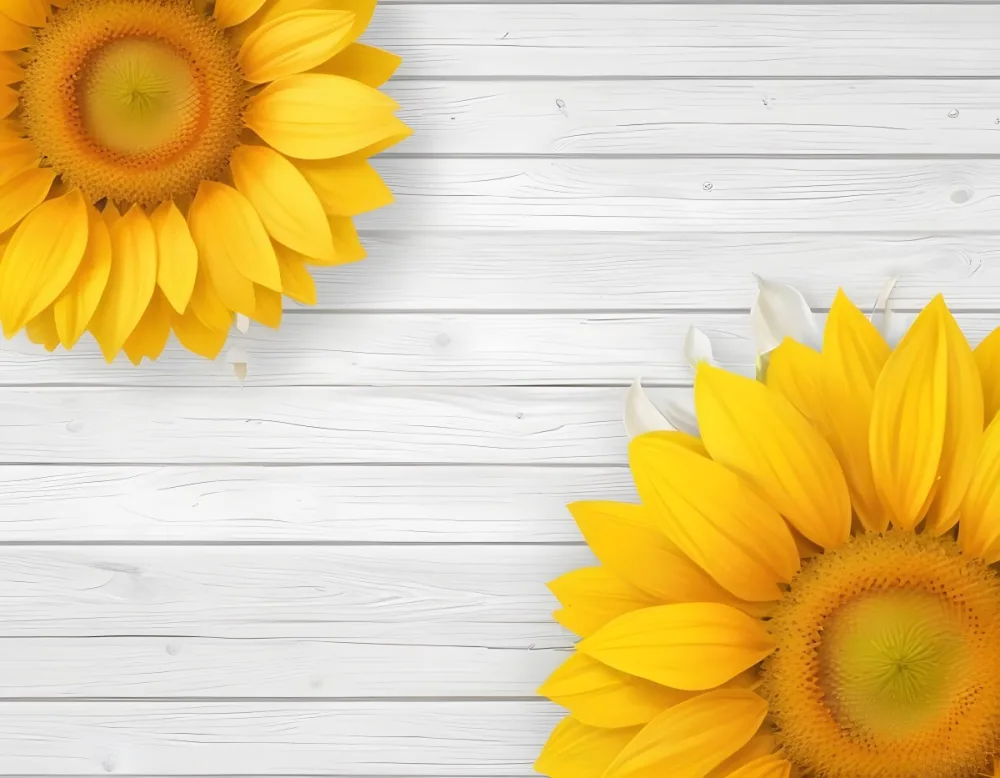 Two Sunflowers On The Corners Of The Image White Petals White Seeds White Wooden Background Bright Light High Angle View 57 5df8