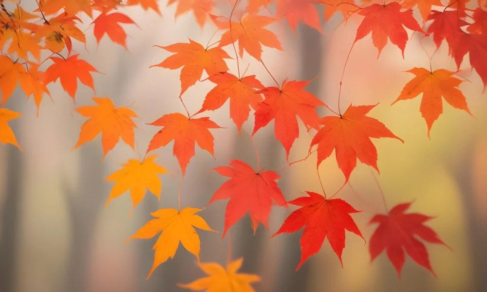 Vibrant Orange And Red Maple Leaves Against A Blurred Hazy Background With A Warm Autumnal Color Palette 15 139f