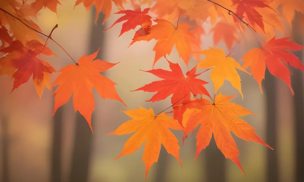 Vibrant Orange And Red Maple Leaves Against A Blurred Hazy Background With A Warm Autumnal Color Palette 4 024f
