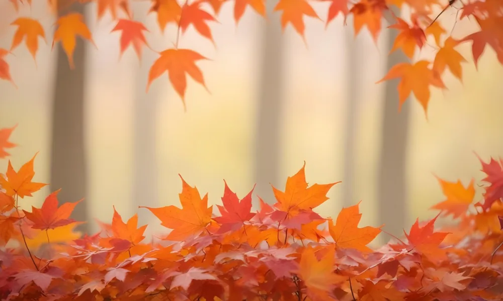 Vibrant Orange And Red Maple Leaves Against A Blurred Hazy Background With A Warm Autumnal Color Palette 5 B021