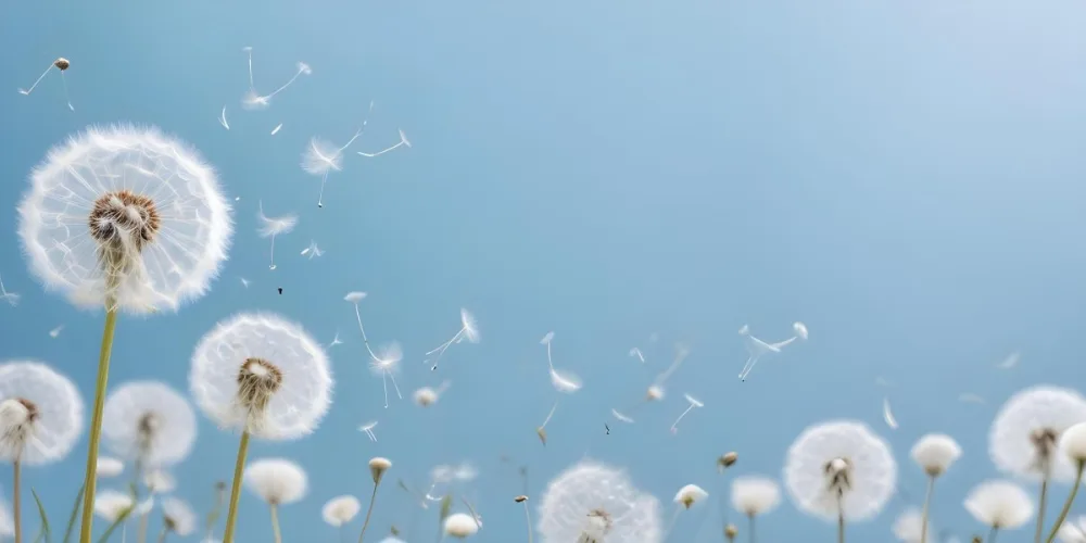 White Dandelion Flowers Against A Soft Blue Background With Floating Seeds 16 6536