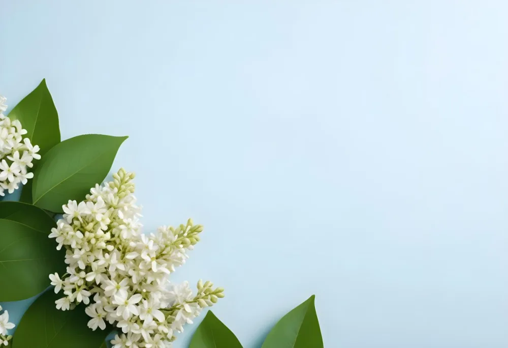 White Lilac Flowers With Green Leaves On A Light Blue Background Top View Soft Lighting Clean Composition Minimalist Style Fresh And Vibrant 22 Ed3d