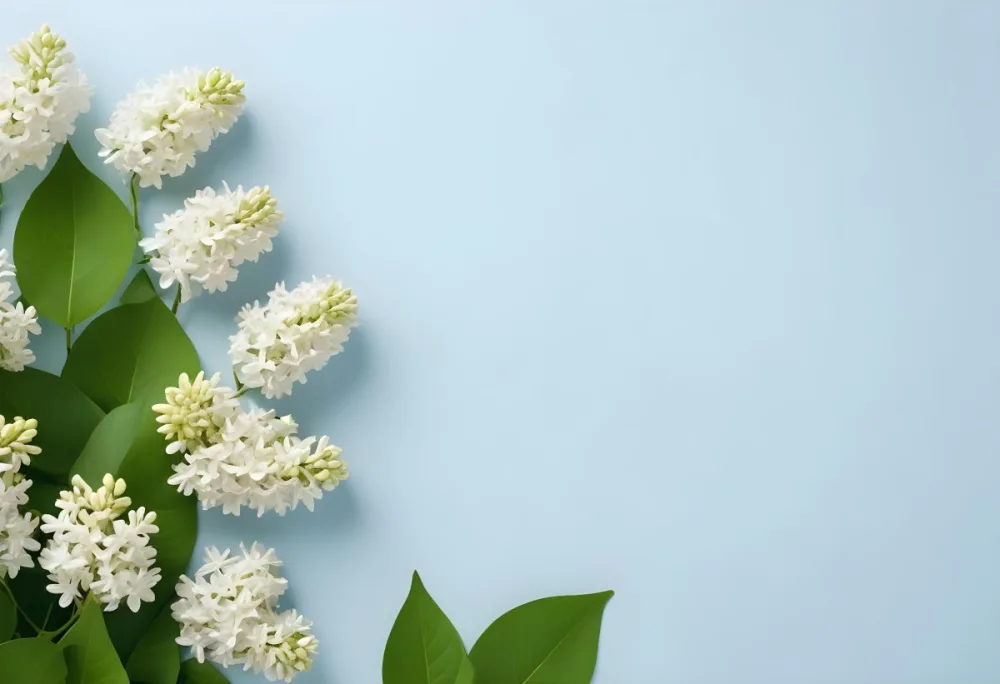 White Lilac Flowers With Green Leaves On A Light Blue Background Top View Soft Lighting Clean Composition Minimalist Style Fresh And Vibrant 23 F2ef
