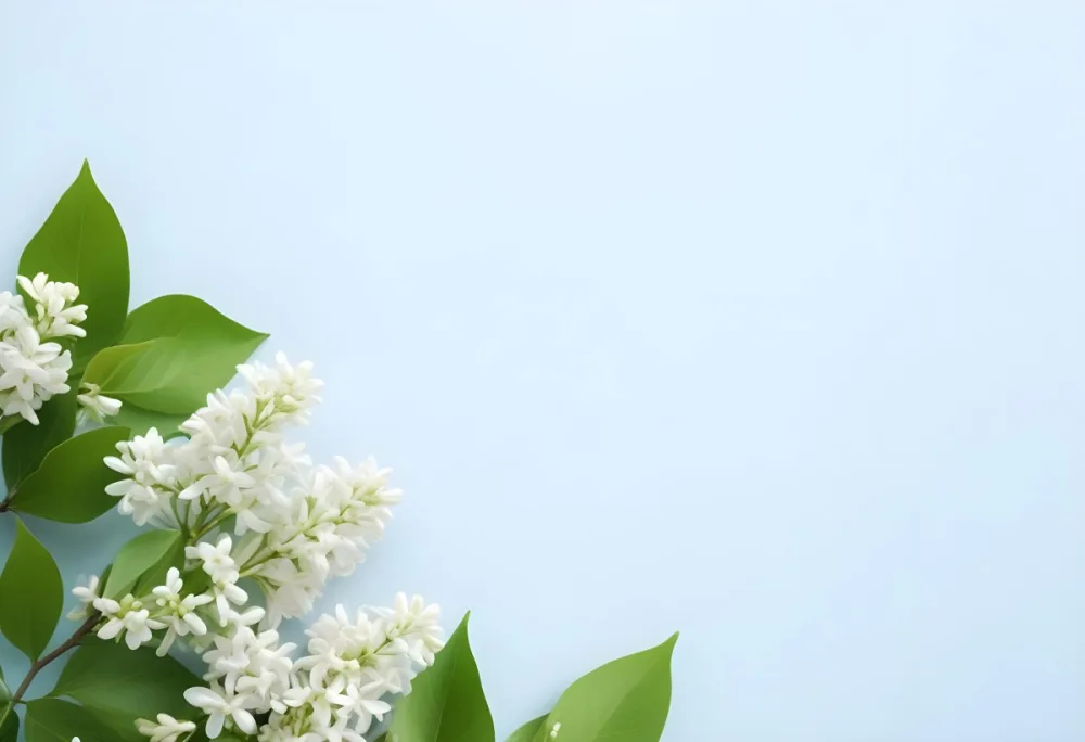 White Lilac Flowers With Green Leaves On A Light Blue Background Top View Soft Lighting Clean Composition Minimalist Style Fresh And Vibrant 28 53f1