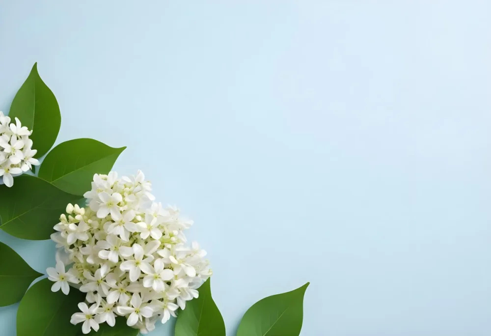 White Lilac Flowers With Green Leaves On A Light Blue Background Top View Soft Lighting Clean Composition Minimalist Style Fresh And Vibrant 36 6342