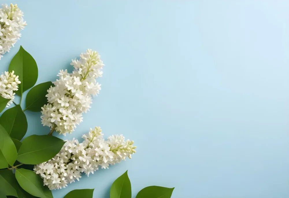 White Lilac Flowers With Green Leaves On A Light Blue Background Top View Soft Lighting Clean Composition Minimalist Style Fresh And Vibrant 44 49e5