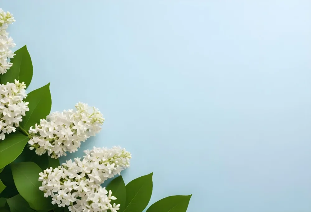 White Lilac Flowers With Green Leaves On A Light Blue Background Top View Soft Lighting Clean Composition Minimalist Style Fresh And Vibrant 45 F391